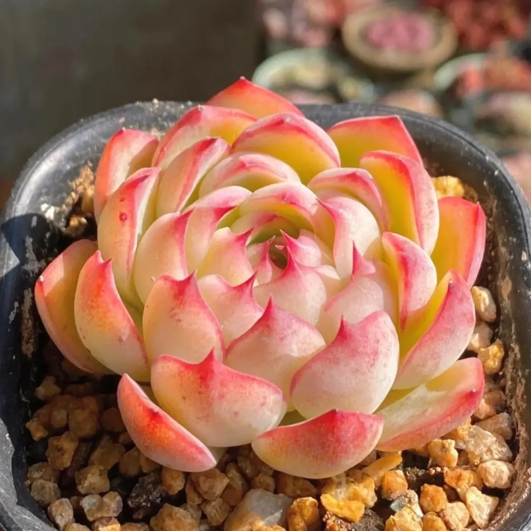 Soul Fairy Echeveria  Beautiful Colorful Succulent, Bare Root, Easy Care Plant, Perfect Gift, Home & Office Decor