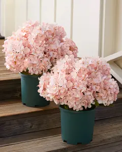 22" Outdoor Pink Hydrangea Harmony Pot Fillers, 2- Pack, Set of 2, Width 19", Unlit by Balsam Hill