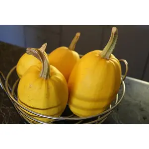 Spaghetti Squash Seeds