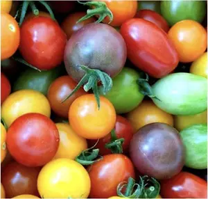 Rainbow Cherry Tomato Seeds 100Pcs Seeds Stunning Colors and Delicious Tomatoes for Home Growing Non GMO