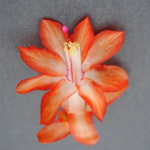 Orange White Christmas Cactus Starter Plant - Stephanie - Schlumbergera - live Starter Plant