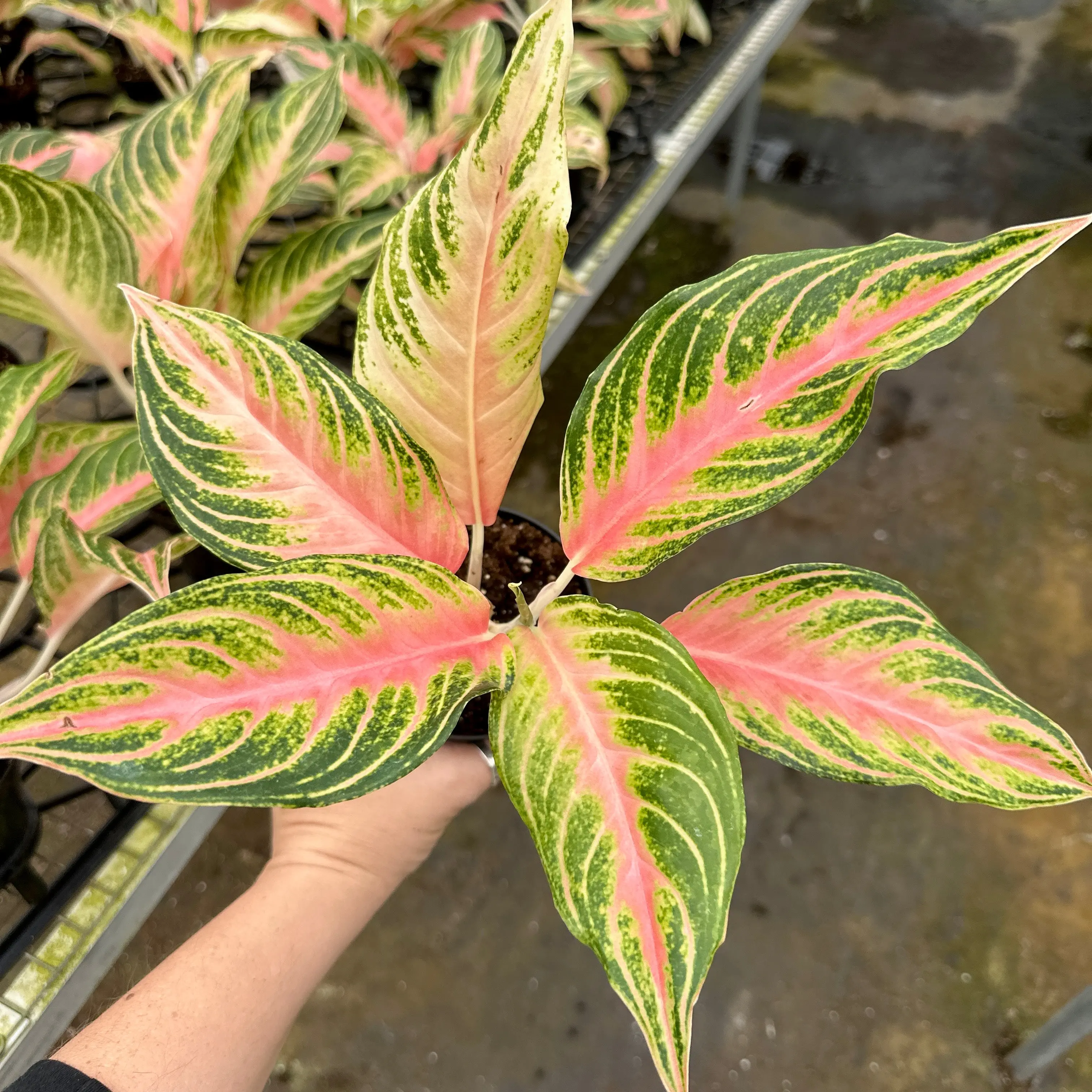Aglaonema pink panama - 4” pot