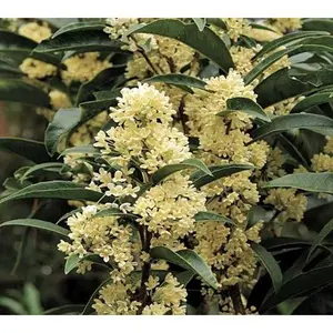 Fudingzhu Fragrant Tea Olive ( Osmnathus ) backyard garden