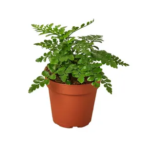 Austral Gem Fern(Asplenium dimorphum x difforme) Live Houseplant