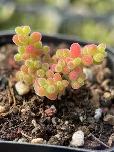 Drosanthemum Floribundum Rice, succulent, 10 seeds