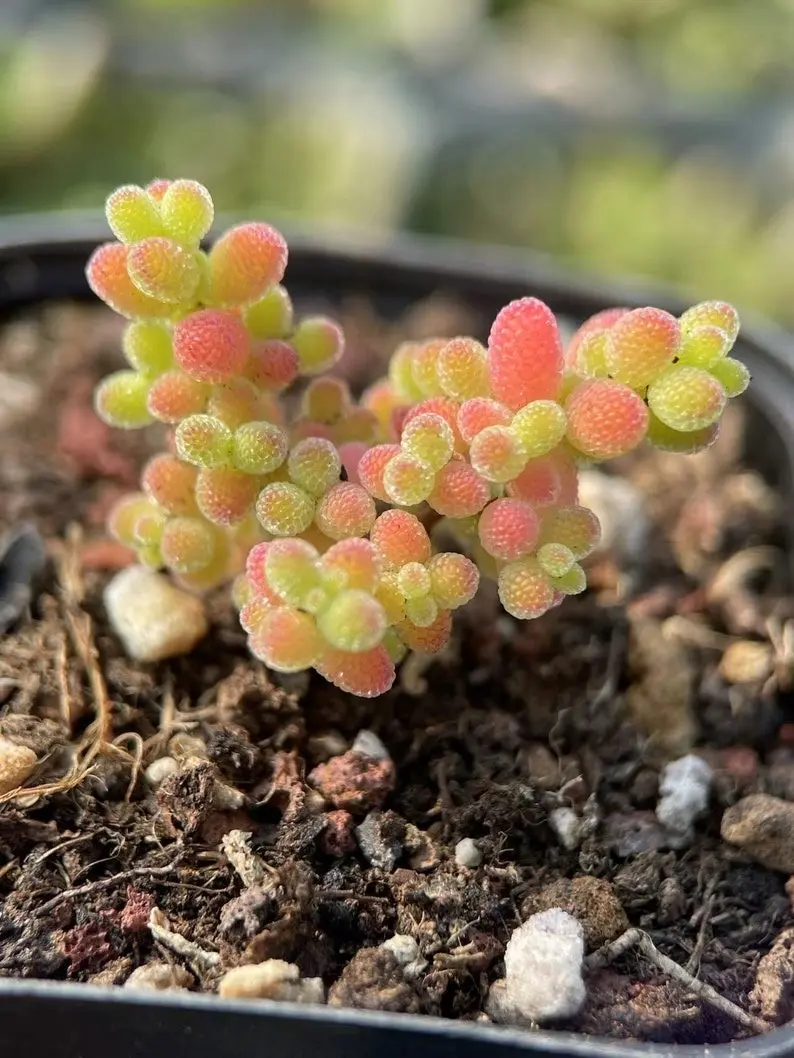 Drosanthemum Floribundum Rice, succulent, 10 seeds