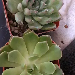 Assorted Mini Succulents - Real Living Succulents 2” Pots - Beginner Succulents - Garden