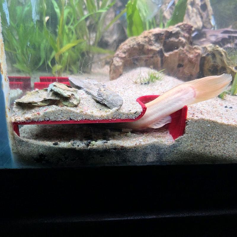 corner hide for fishtank