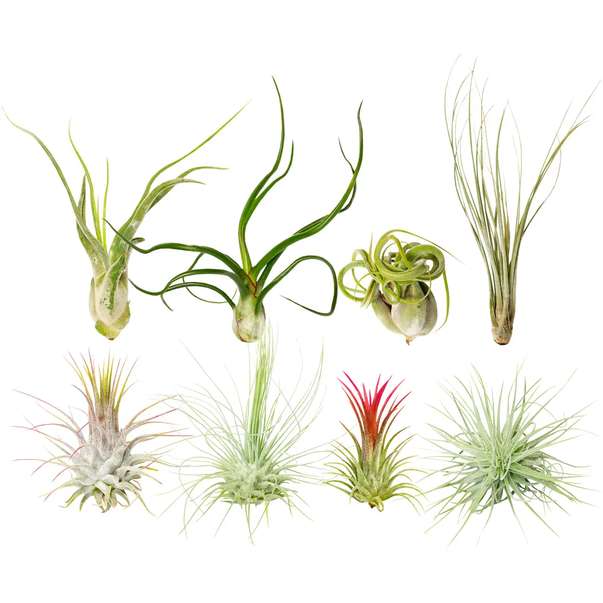 Live Air Plant Randomly Picked