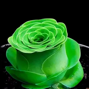 Succulent Seed Gift Pack: Efficient Cultivation, Create a Personalized Succulent Garden, Add Vitality to Your Home