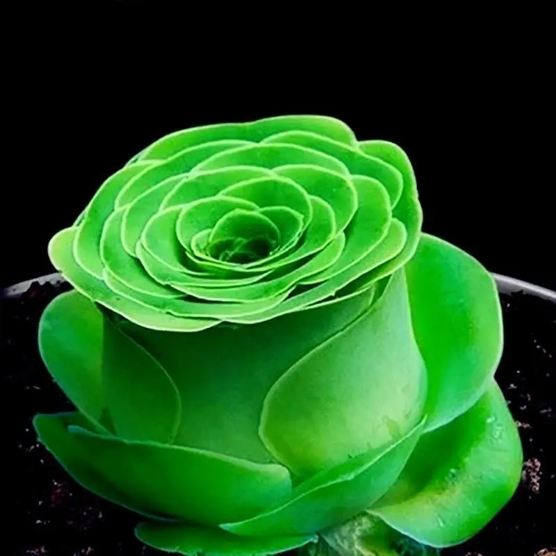 Succulent Seed Gift Pack: Efficient Cultivation, Create a Personalized Succulent Garden, Add Vitality to Your Home
