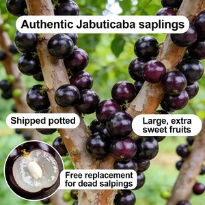 Non-GMO Jaboticaba Tree Seedling Brazilian Grape Live Plant Tropical Backyard Orchard Landscape Decor