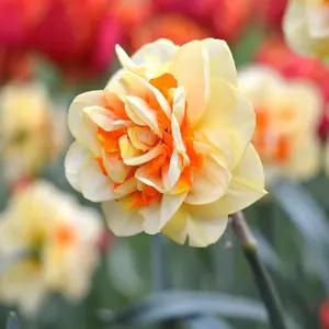 100Pcs Double Petals Narcissus Seeds Daffodil Seeds Perennial Non-GMO Great Entry-Level Plant Fragrant Ornamental Container Indoor Garden Plant Flower Seeds