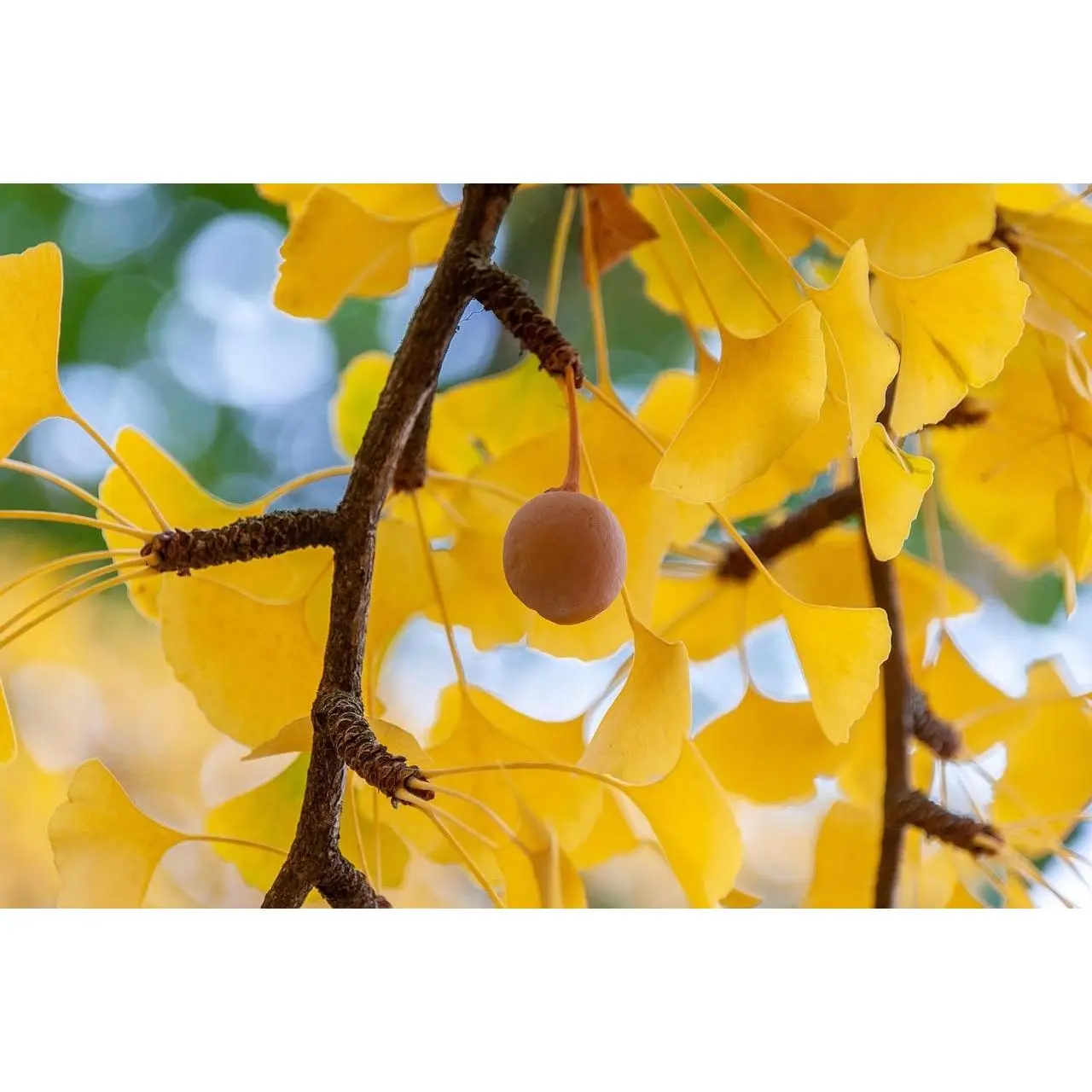 10 Ginkgo Biloba Tree Seeds for Planting, Maidenhair Tree Seeds, Heirloom Non-GMO Outdoor Garden Seeds, Easy to Grow, Full Sun to Partial Shade