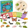 JoyCat Wooden Educational Science Kits - Sturdy 21pcs Insect Cards Kids Toys with Plastic Parts for Children Development, Ages 4-12 Preschool Learning, Birthday Gifts (Insect Life Cycle, Caterpillar-to-Butterfly, Tadpole-to-Frog)