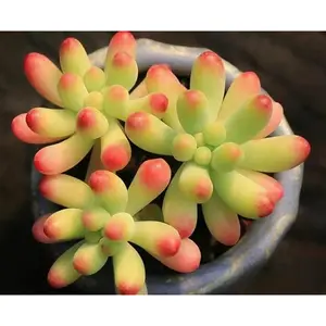 2"Live Succulent (Blue jelly bean) 2"Live Succulent (Blue jelly bean)