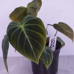Philodendron El Choco Red | Velvet Philodendron | Rare Plant