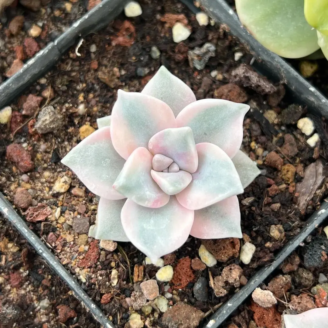Graptopetalum Snow White Variegated  Purple Live Succulent – Real Plant with Rich Color | Easy Care & Perfect for Home Decor