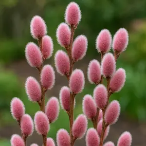 2 Pink French Catskin Willow Cuttings to Grow - Grow a P.W. Willow Tree