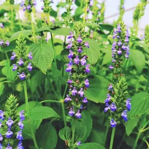 TomorrowSeeds - Chia Seeds -  Salvia Hispanica Herb Seed Purple White Flowers Mint Pseudocereal Plant Growing Seed Non GMO 2024 Season
