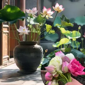 Flower seeds - lotus and potted lotus, both indoor and outdoor, mixed color potted lotus, home decoration, low maintenance, spring garden, flower seeds, suitable for spring planting, easy to grow, suitable for indoor and outdoor aquarium gardens