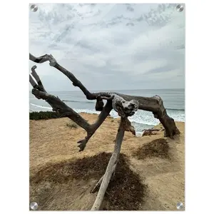 Acrylic Print MOTHER TREE