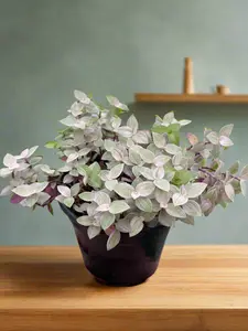 Tradescantia Callisia 'Pink Panther'