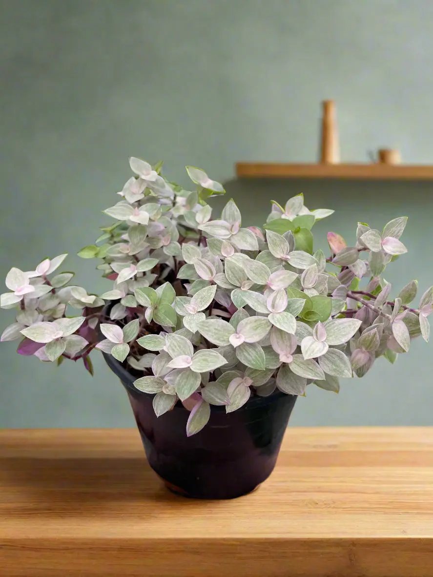Tradescantia Callisia 'Pink Panther'