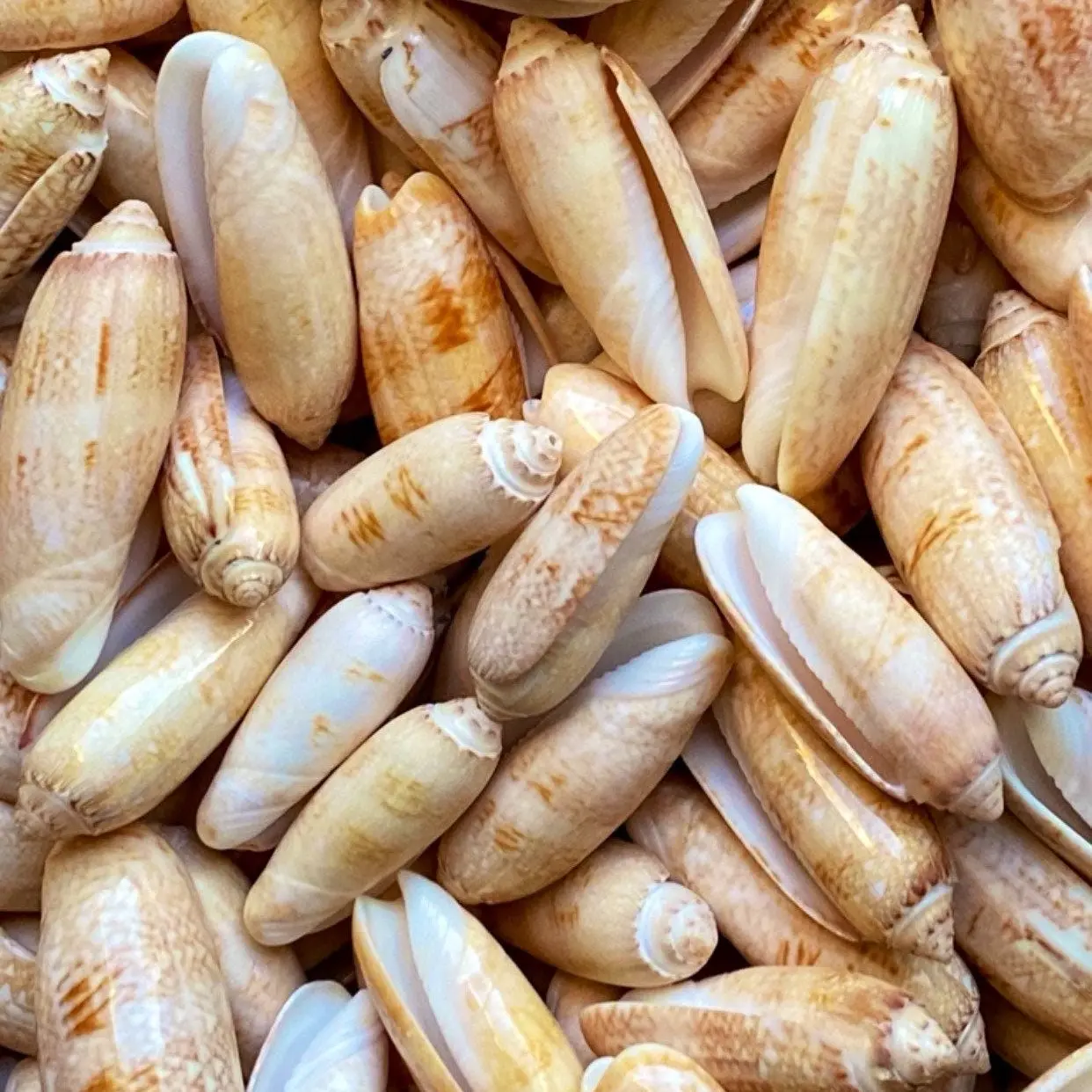 Florida Shelling 10 Lettered Olive Shells- Great Crafting Seashells