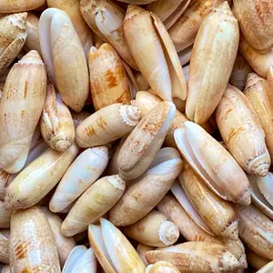 Florida Shelling 10 Lettered Olive Shells- Great Crafting Seashells