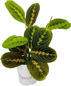 Red Prayer Plant, Red Maranta, 4 inch Pot