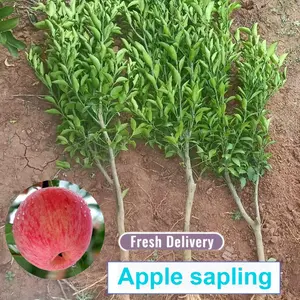 Live apple tree seedlings, hardy deciduous plants, suitable for patio lawn backyard and home garden landscaping