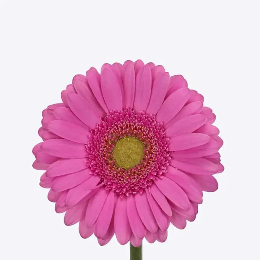 Gerber Pretty Nova - 50 Stem Bunch