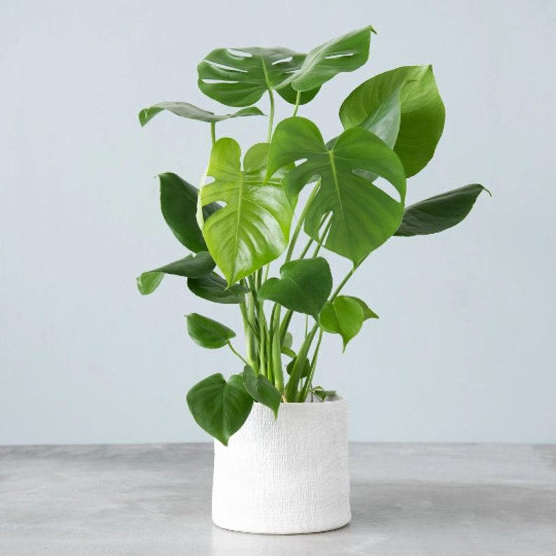 Monstera Deliciosa Cutting Tropical Split Leaf Plant | Indoor & Outdoor Live Houseplant | Rooted Easy Care Starter Plant