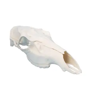 Record Keeper European Mount Kit for Elk