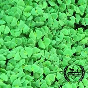 Chia (Organic) - Microgreens Seeds