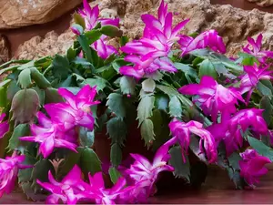 Purple Christmas Cactus Live Plant for Planting, Holiday Cactus Flowers Crab Cactus Plant in 3 Inch Pot