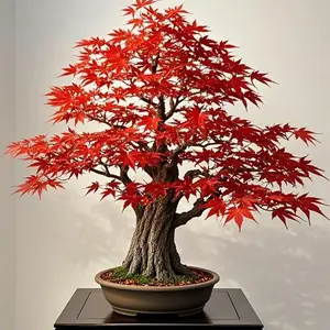 Red Japanese Maple Tree-10pcs Acer palmatum 'Bloodgood' Seeds – Deep Red Japanese Maple, Perfect for Pots, Patios & Bonsai