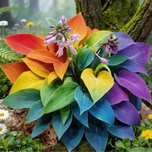 1000+ Rare Rainbow Hosta Seeds – Grow Your Own Stunning Multicolored Foliage Garden