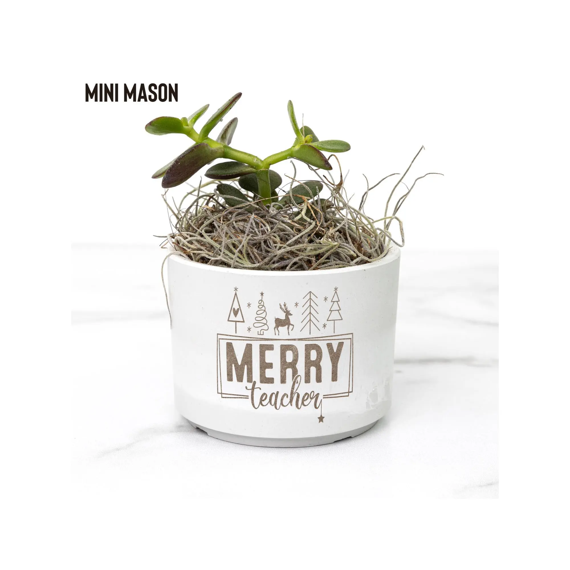 Merry Teacher Christmas Desk Plant