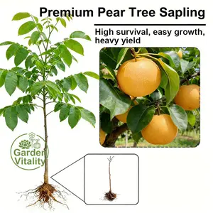High-quality autumn pear bare root seedlings, self-pollination, early fruit, sweet, crisp and mellow, suitable for garden planting