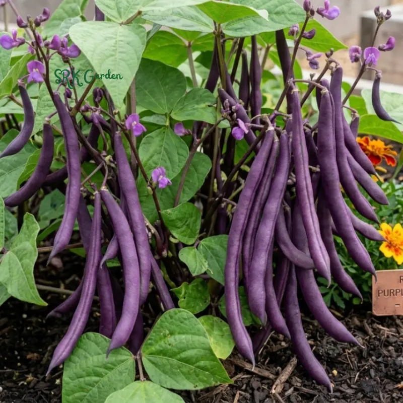 50+ Royal Burgundy Bush Bean Seeds