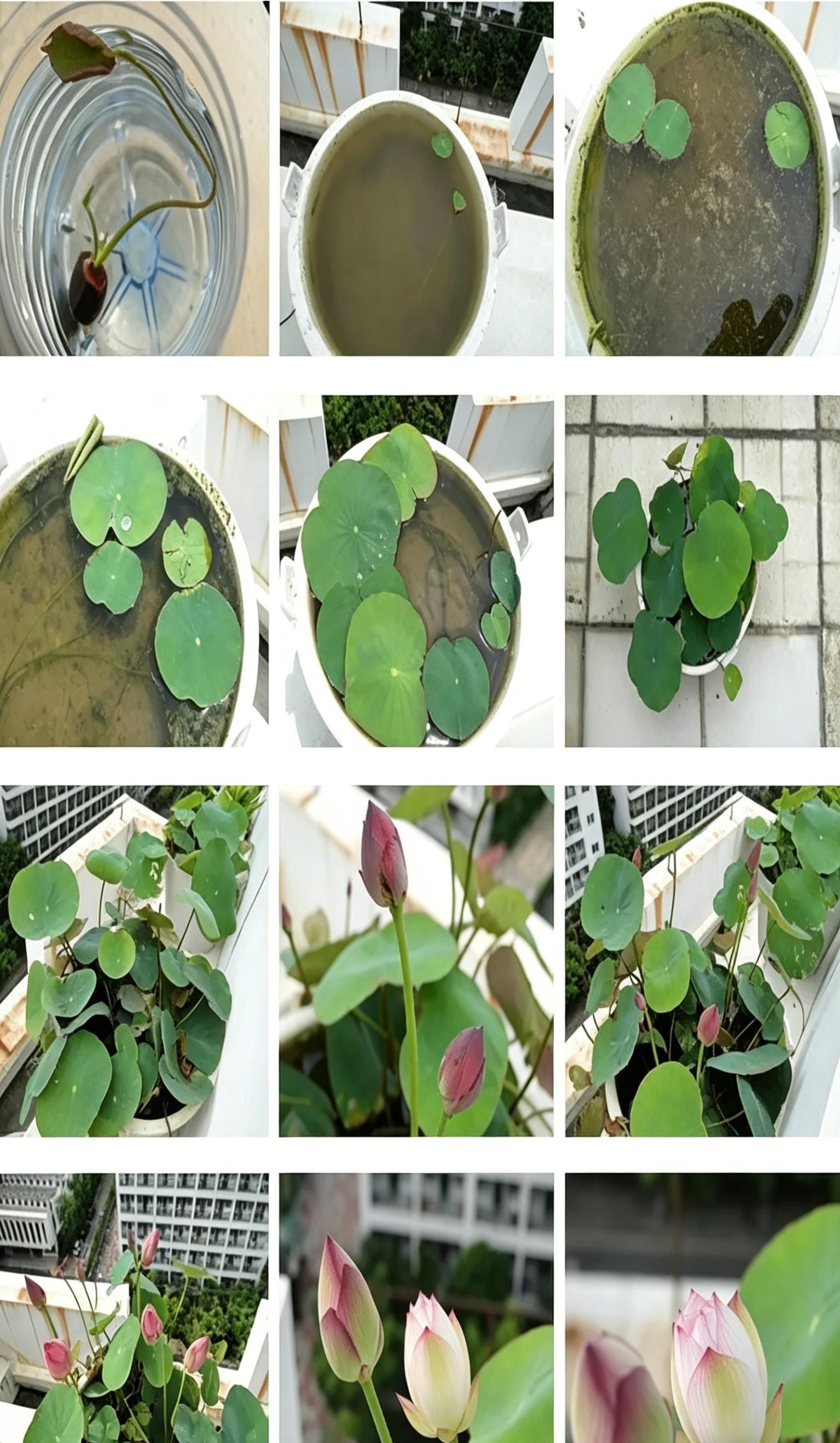 20 Pcs Bowl Lotus Seeds Mix - Beautiful Water Lilys Flower for Aquatic Garden Decor - Non-GMO Fresh Bonsai Plant Seeds