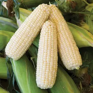 100 Silver Queen Sweet Corn Seeds 1 oz High Yield White Corn for Planting 92 Days Garden Vegetable 8-9 Inch Ears