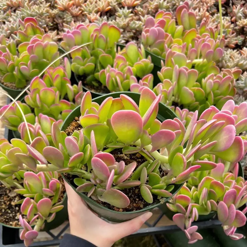 bronze micans philodendron Velvet Heartleaf Philodendron (Philodendron Micans )  Happy Sunrize