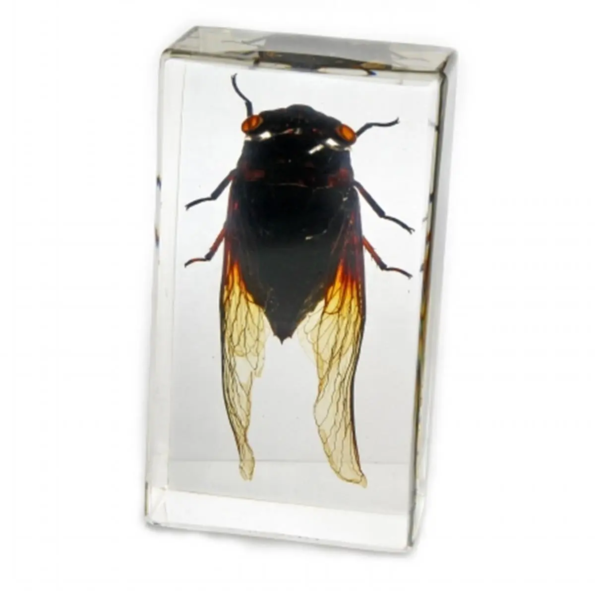 Medium Cicada Motif Acrylic Decoration Paperweight - ED SPELDY EAST Home Decor Statue, Home Supplies Figurine Ornament