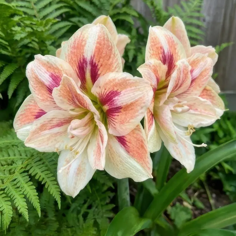 Large Amaryllis Bulbs, Decorative Flower Bulbs For Patio & Window Sill Planting