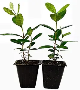 Pineapple Guava - 2 Pack