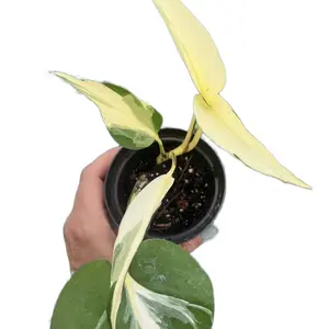 Mutant Manjula Pothos 1 stem live plant