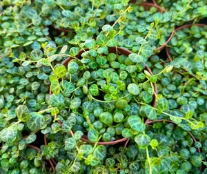 String of Turtles - Trailing Succulent - Hanging Plant - Home Decor - Live Plant in 4" pot